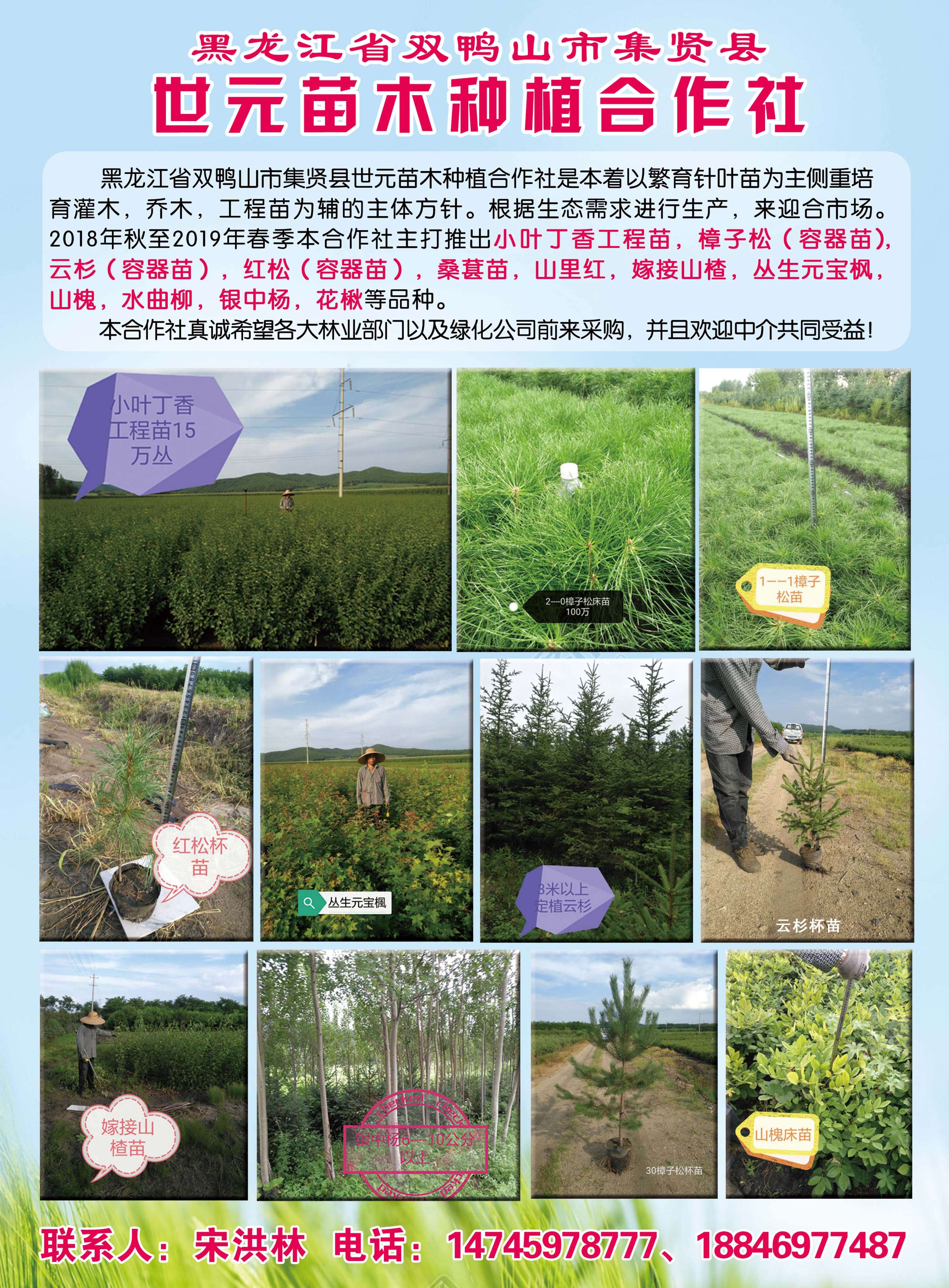 黑龙江省双鸭山市集贤县世元苗木种植合作社